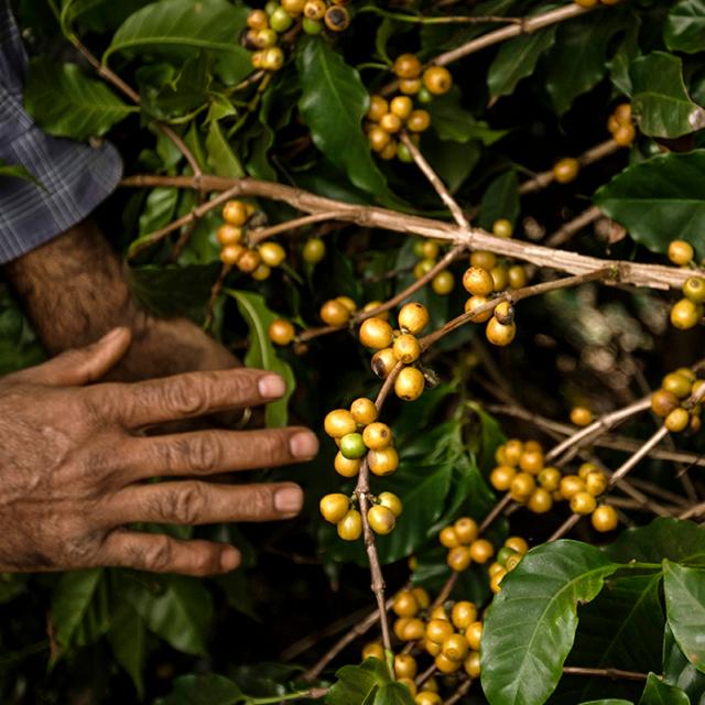 gule bæredygtige kaffebær på træ i Paraíso